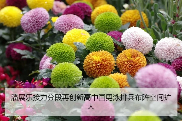 潘展乐接力分段再创新高中国男泳排兵布阵空间扩大