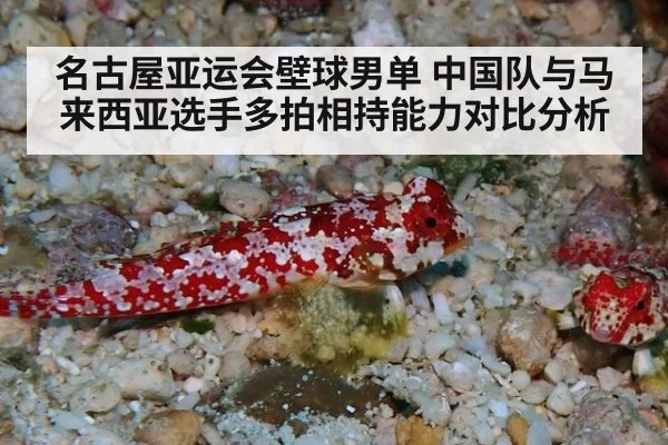 名古屋亚运会壁球男单 中国队与马来西亚选手多拍相持能力对比分析
